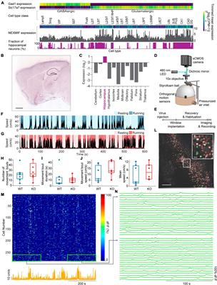 The autism spectrum disorder risk gene NEXMIF over-synchronizes hippocampal CA1 network and alters neuronal coding
